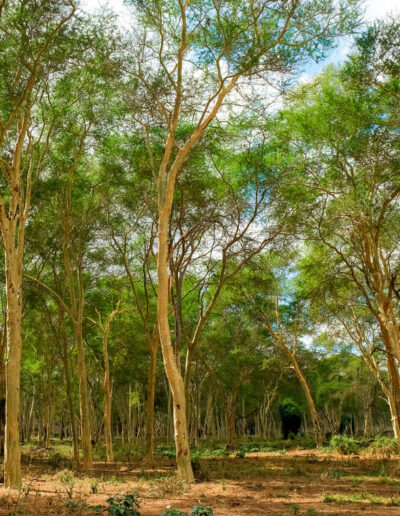 Rainforest Guided Walks