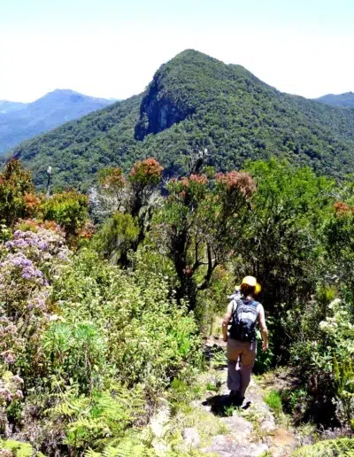 Rainforest Guided Walks