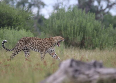 Savuti Wildlife Tracking Experiences