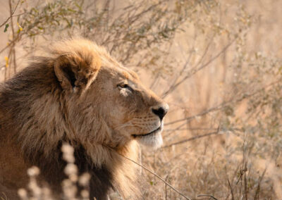 Savuti Wildlife Tracking Experiences