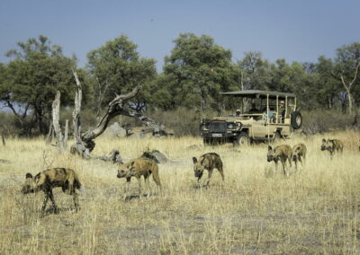 Savuti Wildlife Tracking Experiences