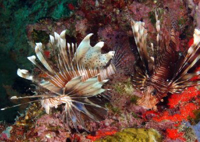 Snorkeling & Marine Discovery