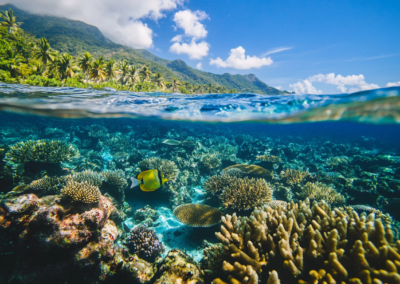 Snorkeling & Marine Discovery