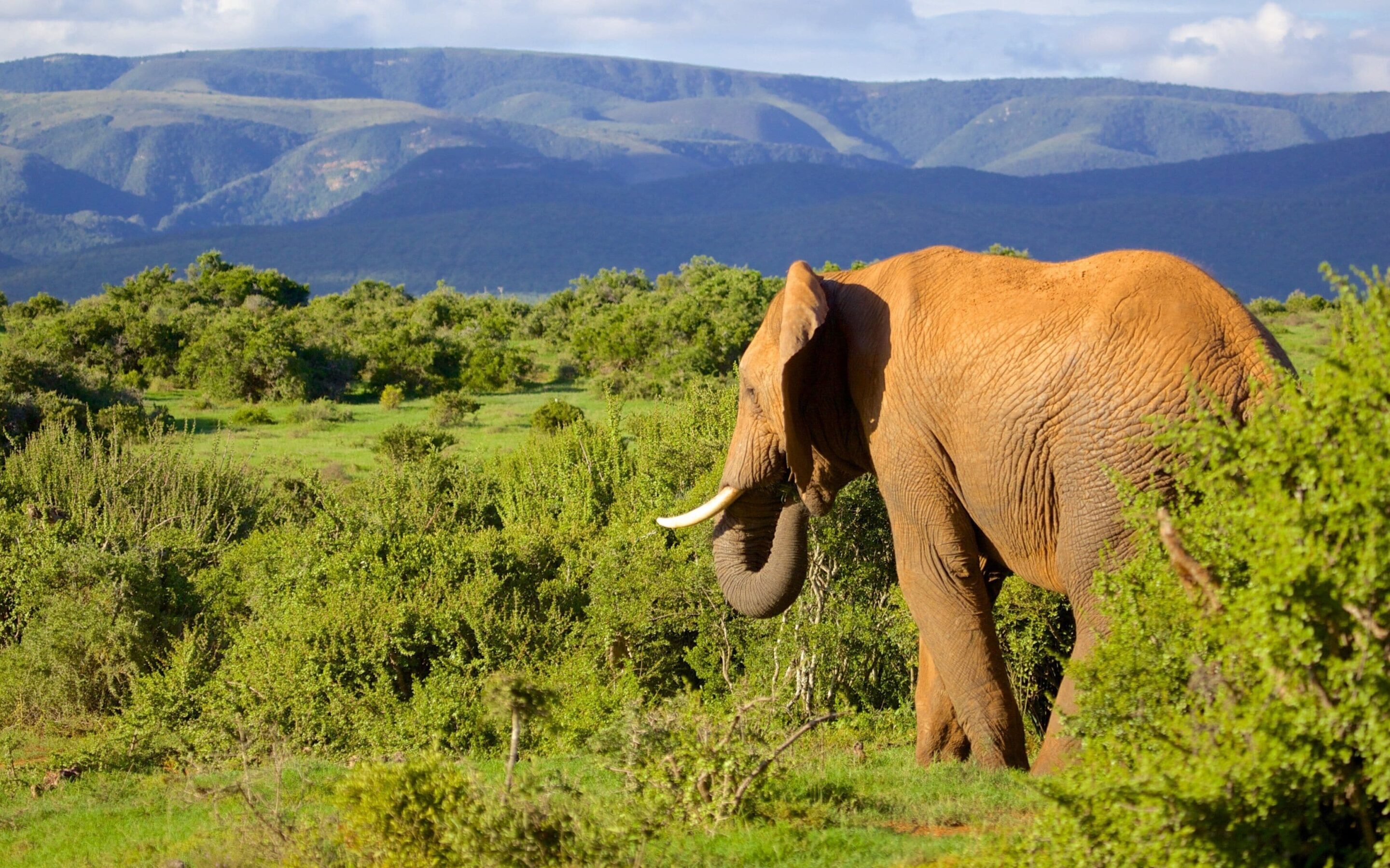 Eastern Cape Addo