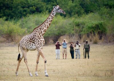 Zambia Walking Safaris