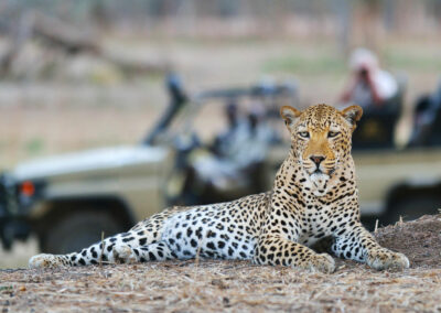 Zambia Game Drives