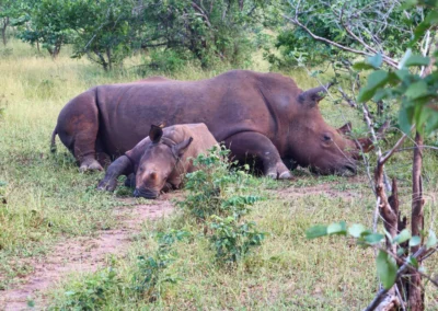 Zambia Game Drives