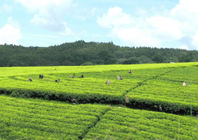 Tea Estate Visits