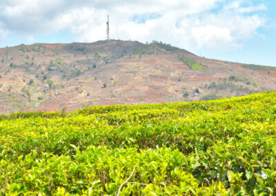 Tea Estate Visits