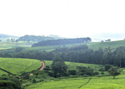 Tea Estate Visits