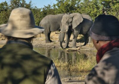 Walking Safaris