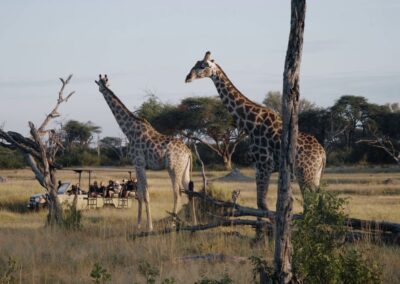 Walking Safaris