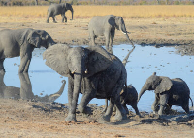 Waterhole Wildlife Viewing