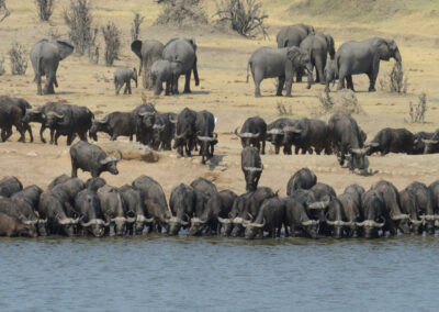 Waterhole Wildlife Viewing
