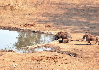 Lilongwe Wildlife Centre Visit