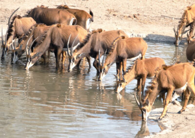 Lilongwe Wildlife Centre Visit