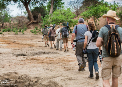 Walking Safaris