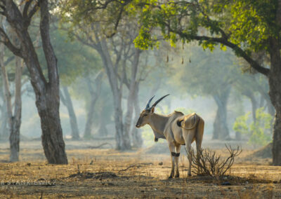 Walking Safaris