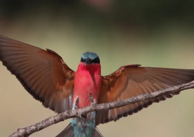 Birding & Wetland Exploration