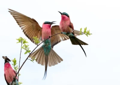 Birding & Wetland Exploration