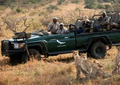 Big Game Game Drives