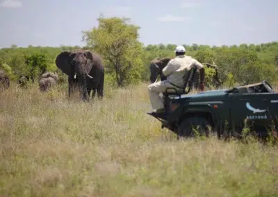 Big Game Game Drives