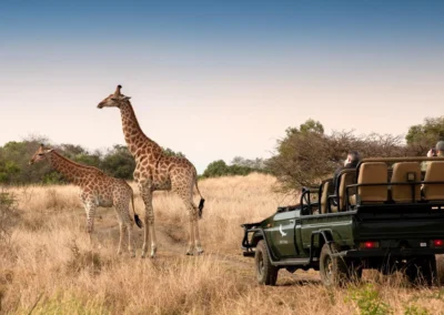 Big Game Game Drives