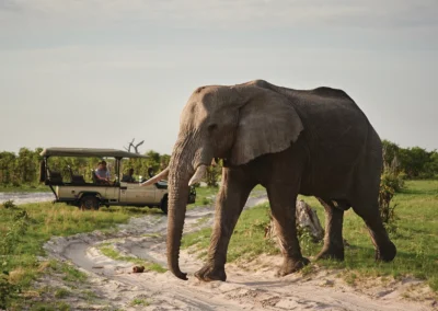 Elephant-Focused Wildlife Viewing