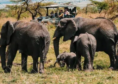 Elephant-Focused Wildlife Viewing