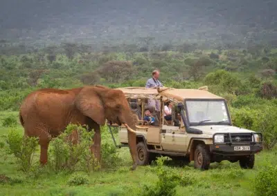 Elephant-Focused Wildlife Viewing