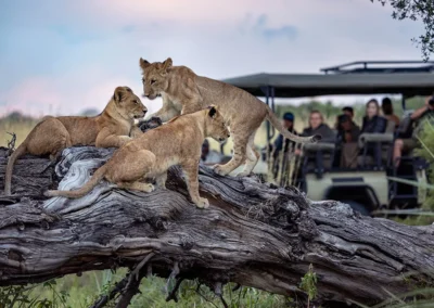 This safari starts and ends in Maun in Botswana. One of the best times to visit the Makgadikgadi Pans is during the dry season, which runs from May to October. During this time, the pans are dried up and you can easily access them for activities like quad biking, game viewing, and stargazing. During green season, which runs from November to March-June, witness the second largest migration of zebra and wildebeest in Africa (and it’s the last remaining one in Southern Africa). Peak season for the Okavango Delta is between April and October. While the game is plentiful year-round the dry months from July to October are peak season for game-viewing, as grassland waterholes dry up and animals are drawn to perennial water sources. Between June and September, the annual floodwaters of the Okavango Delta reach their peak. With the Gomoti River flowing in front of Tawana, expect remarkable wildlife sightings in and around the camp.