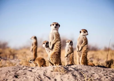 This safari starts and ends in Maun in Botswana. One of the best times to visit the Makgadikgadi Pans is during the dry season, which runs from May to October. During this time, the pans are dried up and you can easily access them for activities like quad biking, game viewing, and stargazing. During green season, which runs from November to March-June, witness the second largest migration of zebra and wildebeest in Africa (and it’s the last remaining one in Southern Africa). Peak season for the Okavango Delta is between April and October. While the game is plentiful year-round the dry months from July to October are peak season for game-viewing, as grassland waterholes dry up and animals are drawn to perennial water sources. Between June and September, the annual floodwaters of the Okavango Delta reach their peak. With the Gomoti River flowing in front of Tawana, expect remarkable wildlife sightings in and around the camp.